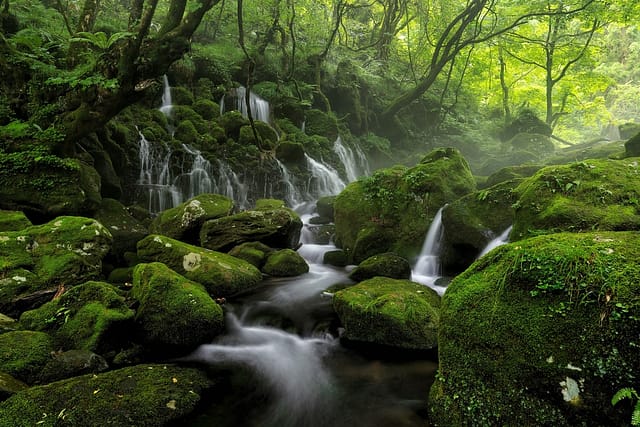 Kodama AoiMizu: Exploring The Fascinating World Of Japanese Water Sprites
